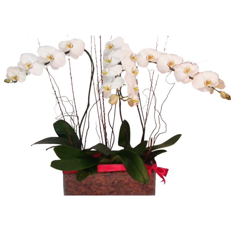 Jardineira de Orquídeas Phalaenopsis