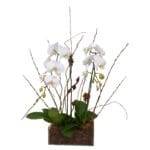 Orquídeas Especial Phalianopolis