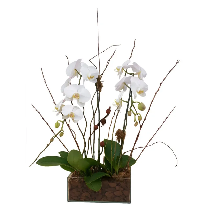 Orquídeas Especial Phalianopolis