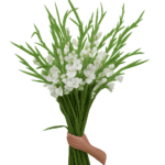 Palmas Longas Especiais